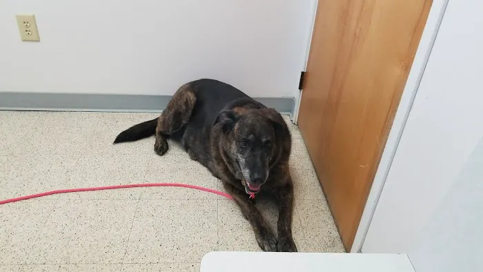 Westside Animal Clinic Picture 8