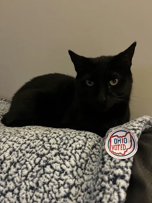 Purrfect Care Feline Medical Center Picture 7