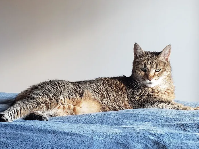 Purrfect Care Feline Medical Center Picture 1