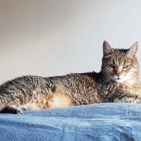 Purrfect Care Feline Medical Center ico