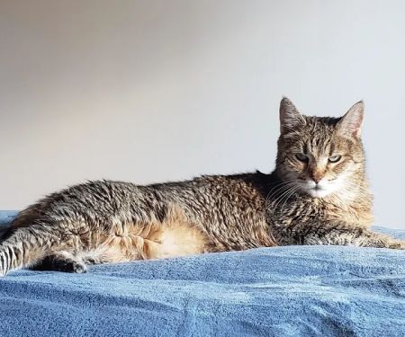 Purrfect Care Feline Medical Center