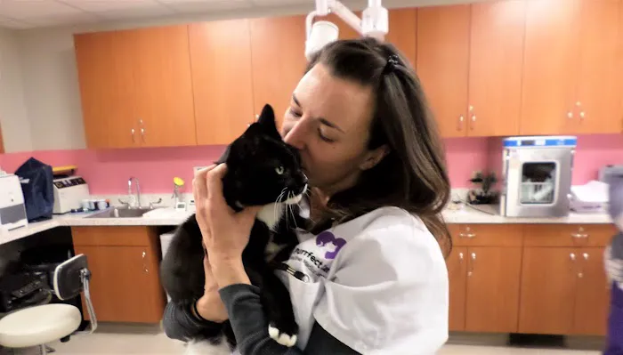 Purrfect Care Feline Medical Center Picture 9