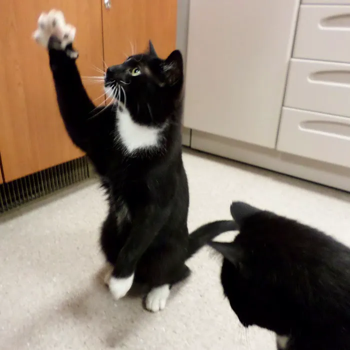 Purrfect Care Feline Medical Center Picture 10