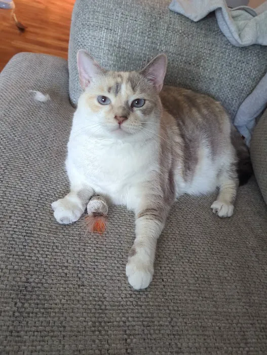 Purrfect Care Feline Medical Center Picture 5