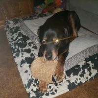Lincoln Way Animal Hospital ico
