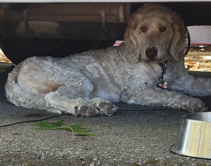 Lincoln Way Animal Hospital Picture 5