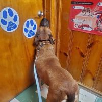 Kantzer Veterinary Clinic ico