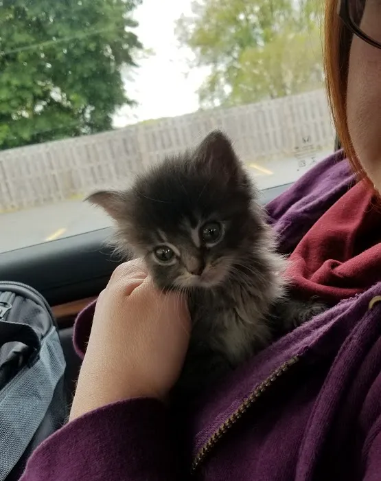 Edgefield Animal Care Center Picture 8