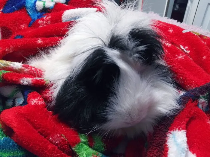 Edgefield Animal Care Center Picture 6