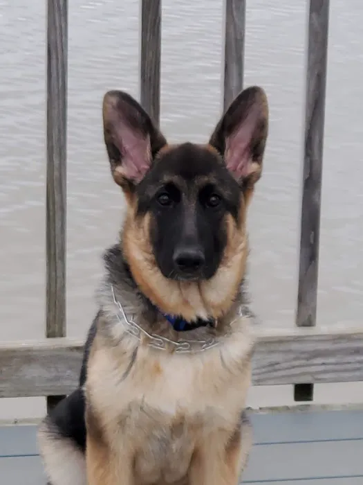 Yancey Clinic-Veterinary Med Picture 4