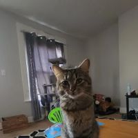 Whetstone Veterinary Hospital ico