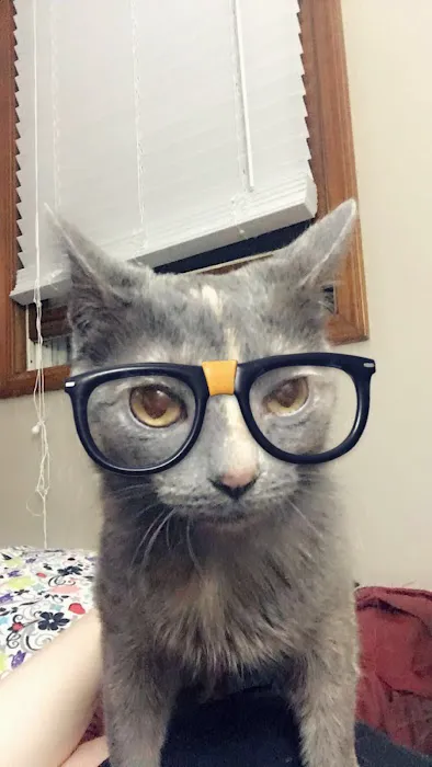 Whetstone Veterinary Hospital Picture 8
