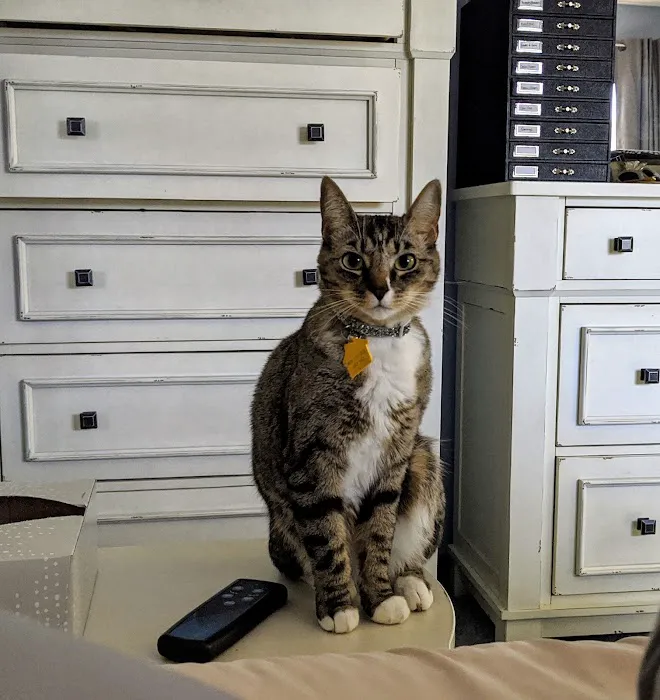 Village Veterinary Clinic Picture 8