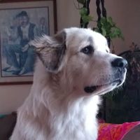 Prothman James DVM ico