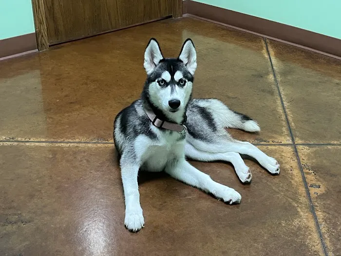 Countryside Veterinary Clinic Picture 2