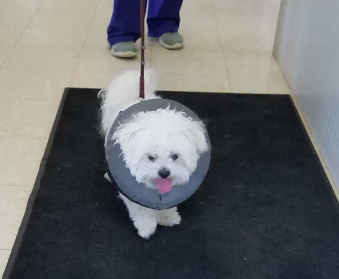 Oak Harbor Veterinary Hospital Picture 9
