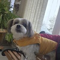 Oak Harbor Veterinary Hospital ico