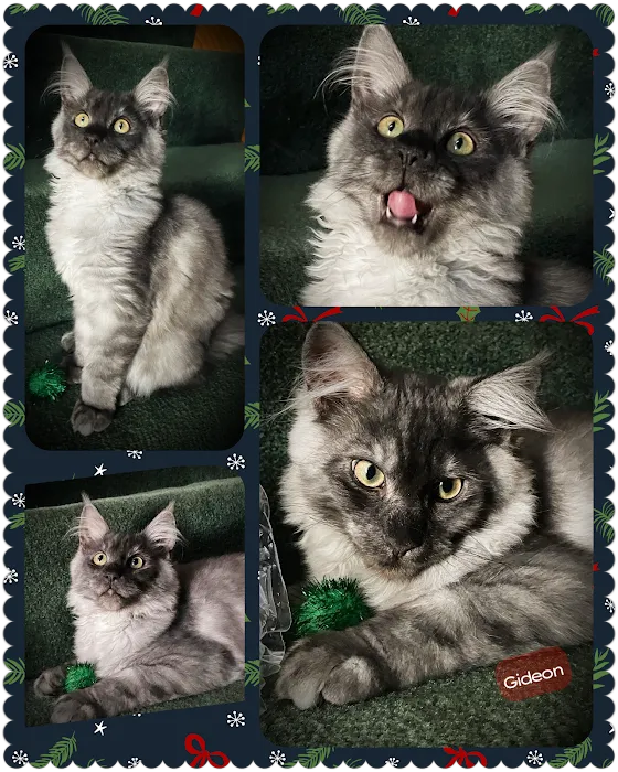 Oak Harbor Veterinary Hospital Picture 10