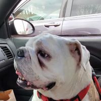 Veterinary Consultants Inc ico