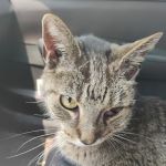 Cherokee County Animal Hospital