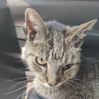 Cherokee County Animal Hospital ico