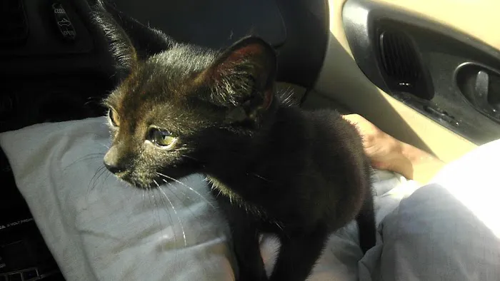 Cherokee County Animal Hospital Picture 7