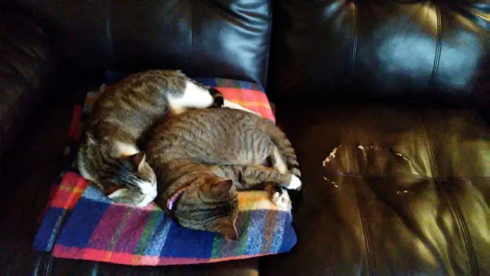 Cherokee County Animal Hospital Picture 5