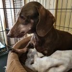 Paws & Purrs Animal Clinic Inc