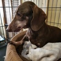 Paws & Purrs Animal Clinic Inc ico