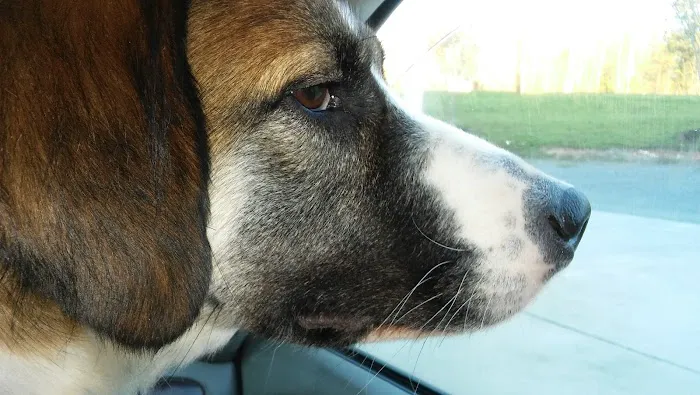 Circle M Animal Hospital Picture 4