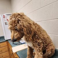 Circle M Animal Hospital ico