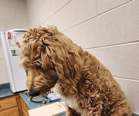 Circle M Animal Hospital