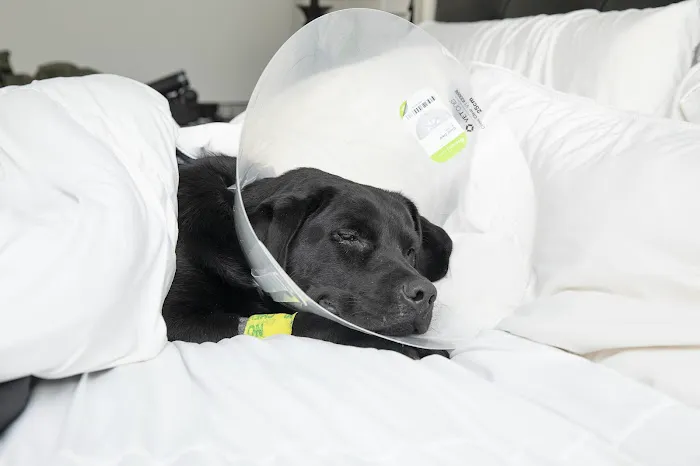 River Run Animal Hospital Picture 6