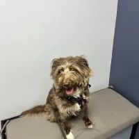 River Run Animal Hospital ico
