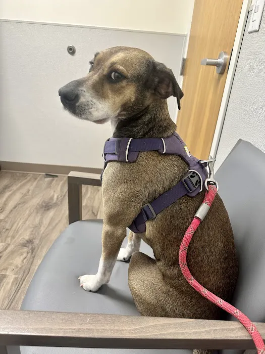 TotalBond Veterinary Hospital at Bethel Picture 1