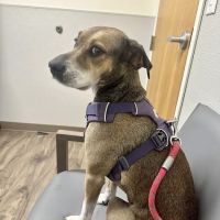 TotalBond Veterinary Hospital at Bethel ico