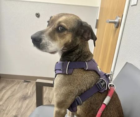 TotalBond Veterinary Hospital at Bethel
