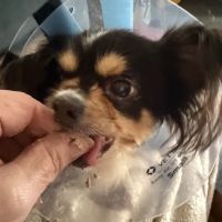 CROWN Veterinary Dental Specialists ico