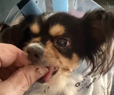 CROWN Veterinary Dental Specialists