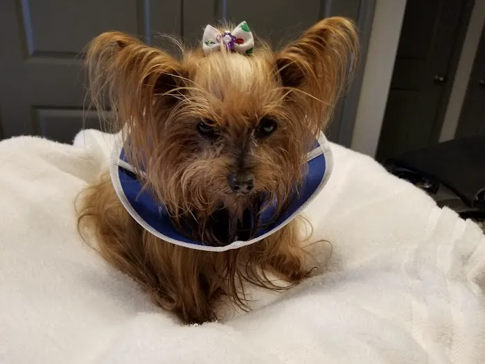 Carolina Veterinary Specialists Charlotte Picture 2