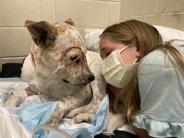 Carolina Veterinary Specialists Charlotte Picture 1