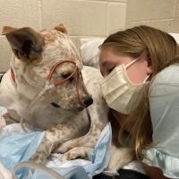 Carolina Veterinary Specialists Charlotte ico