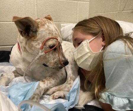 Carolina Veterinary Specialists Charlotte