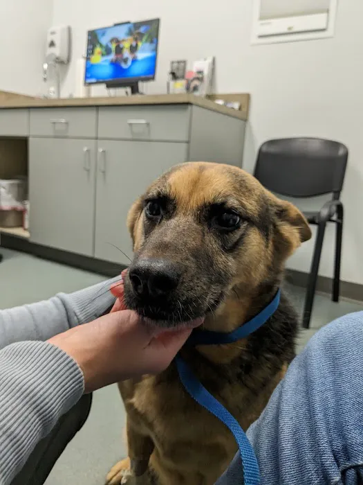 Carolina Veterinary Specialists Charlotte Picture 3