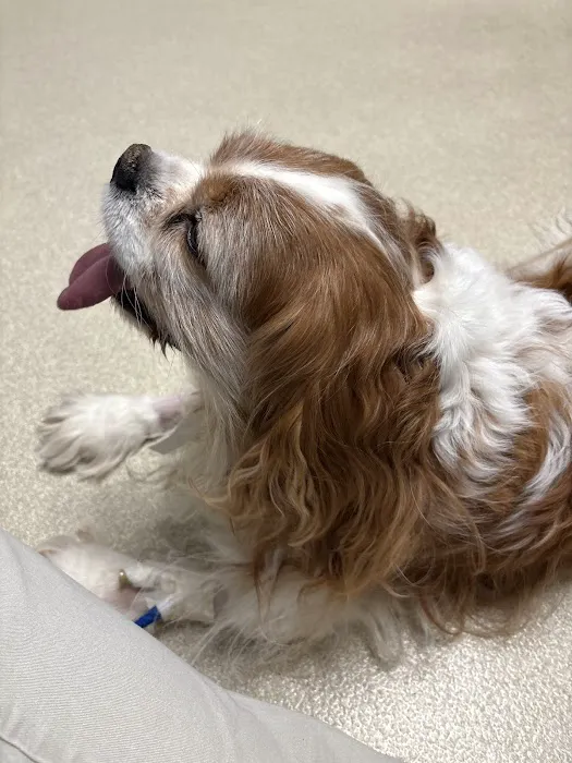 Epic Tails Veterinary Clinic Picture 2