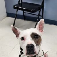 Epic Tails Veterinary Clinic ico