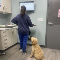 South End Veterinary Clinic ico