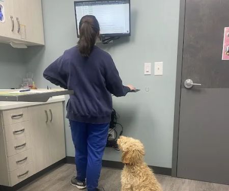 South End Veterinary Clinic