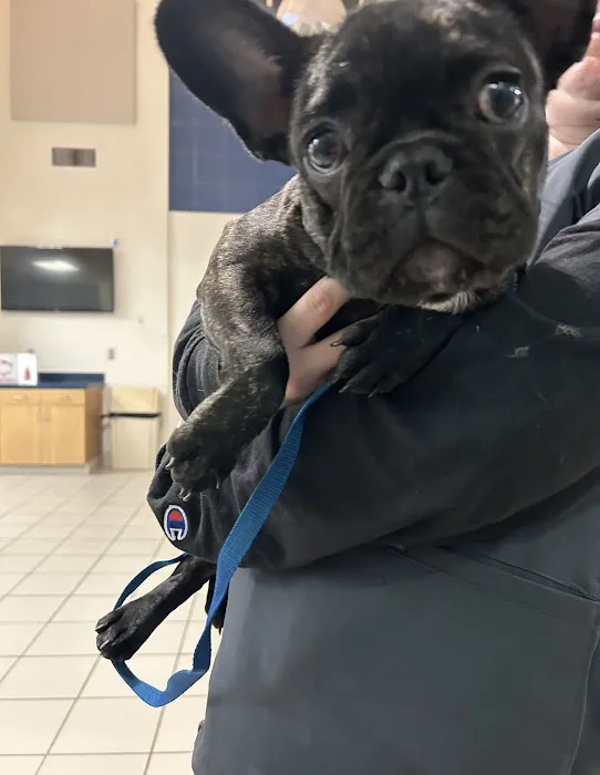 Long Animal Hospital and Emergency Center | Charlotte NC Picture 8