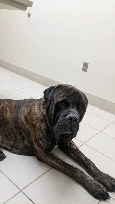 Long Animal Hospital and Emergency Center | Charlotte NC Picture 7
